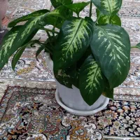 گل طبیعی دیفن|گل و گیاه طبیعی|بانه, |دیوار