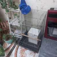 قفس کاسکویی