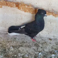 کفتر قریب گیری