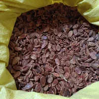 تخمه هندوانه ژاپنی