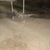 خروس مرغ لاری|حیوانات مزرعه|شیراز, کرونی(خاتونک)|دیوار
