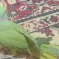 طوطی