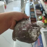کبوتر گرفتنی|پرنده|ارومیه, |دیوار