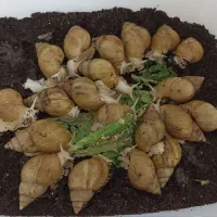 حلزون|خزنده|قم, منبع آب|دیوار