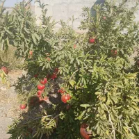 باغ انار 15هزار متر دارای موتوراب