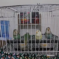 ۳ تا طوطی برزیلی رنگ خاص|پرنده|چمران, |دیوار