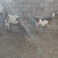 بز...|حیوانات مزرعه|کاشان, فاز ۱ ناجی آباد|دیوار