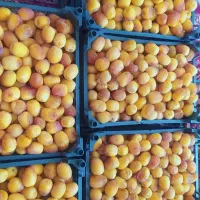 فروش انواع خرما و رطب