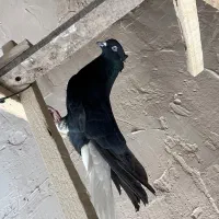 کبوتر|پرنده|بوئین زهرا, |دیوار