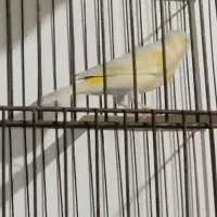 فروش ماده موزایئکی خوشگل