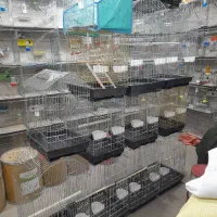 خرید و فروش انواع پرنده فنچ،قناری،طوطی