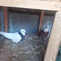 کبوتر سالم و جوان فروشی|پرنده|مبارکه, |دیوار