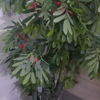 درختچه