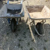 فرقون صحیح سالم