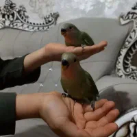 طوطی برزیلی|پرنده|تهران, بوستان چیتگر|دیوار