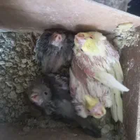 بچه عروس|پرنده|باقرشهر, |دیوار