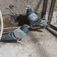 یک جفت سبز پلاکی|پرنده|مرودشت, پشت سایپا‎|دیوار