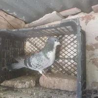 ریش سبز کاکل