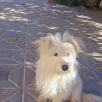 سگ پاکوتاه  شیتزو