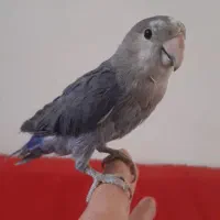 طوطی برزیلی|پرنده|رباطکریم, رباطکریم|دیوار