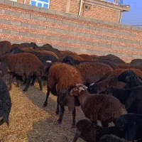 48 راس گوسفند عتیقه زاییده و آبستن سنگین|حیوانات مزرعه|تبریز, |دیوار