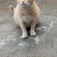 واگذاری گربه با بچه‌هاش