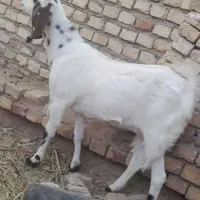 کولار آبستن|حیوانات مزرعه|فردوس (خراسان), |دیوار