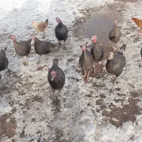 بوقلمون محلی