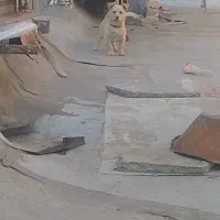 واگذاری دوتاپاکوتاه نر