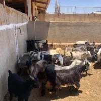 ۵۰راس کهره نر