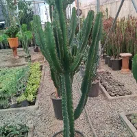 دنیای کاکتوس مسقیم از گلخانه