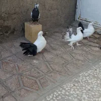 چتری  سینه دمسیاه|پرنده|ساوه, |دیوار