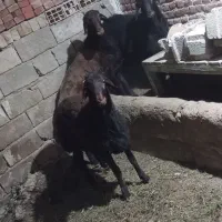 سه عدد گوسفند