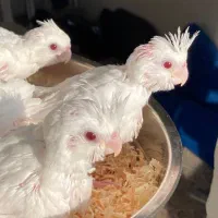 جوجه عروس آلبینو