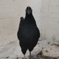 انواع جوجه و مرغ و خروس محلی و نژاد دار|حیوانات مزرعه|طبس, |دیوار