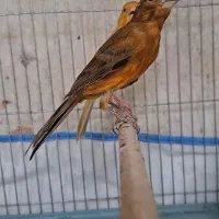 قناری جوجه سرخ. نر.  ۷ ماهه.  تازه مست|پرنده|شیراز, پودنک|دیوار