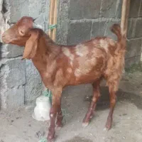 کهره نر