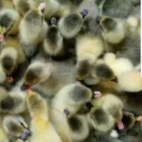 فروش جوجه غاز عمده با سابقه ده سال