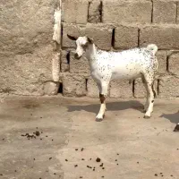 چند قلوزا|حیوانات مزرعه|نوشهر, |دیوار