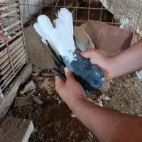 کبوتر رنگی جوان|پرنده|اهواز, دغاغله|دیوار