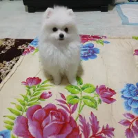 سلام.سگ پامر ۴ماهه فوق العاده بامزه و باهوش