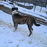 سگ گله|سگ|باخزر, |دیوار