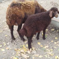 گوسفند بره دار