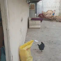 فروش ۲۰۰مترچهاردیواری با۲اتاق وکف بتون۱۰۰۰۰۰۰تومان|فروش دفتر صنعتی، کشاورزی، تجاری|پاکدشت, پارچین|دیوار