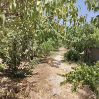 باغ-میوه-آجیل