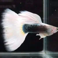 ماهی گوپی کالرزبرا آنجل لجن خار تترا نعون آکواریوم|ماهی|تهران, امام زاده حسن|دیوار