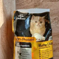 غذای گربه و خاک گربه وخود گربه|گربه|اراک, |دیوار