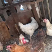 مرغ و خروس محلی تخمگذار