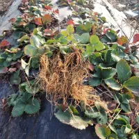 فروش بوته توت فرنگی نژاد پرمحصول سابرینا