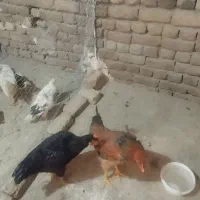 دو عدد نیمچه خروس